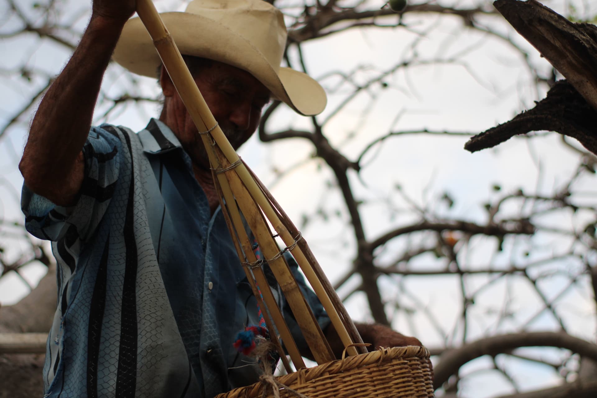 Cortador con canasta de palma llena de ciruela recién cortada
