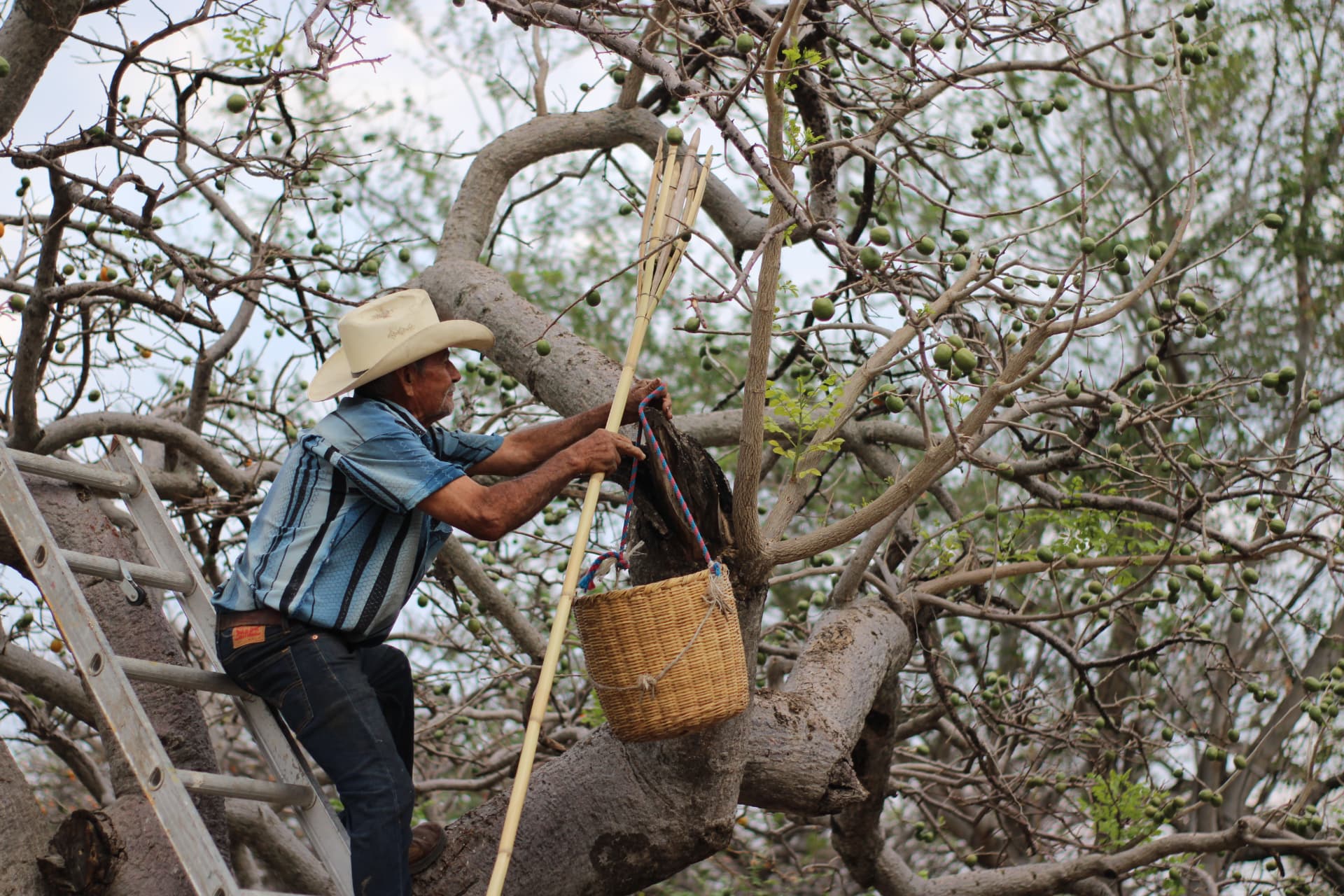 Agricultor con sombrero cortando ciruela amarilla desde una escalera, con canasta colgada de la rama
