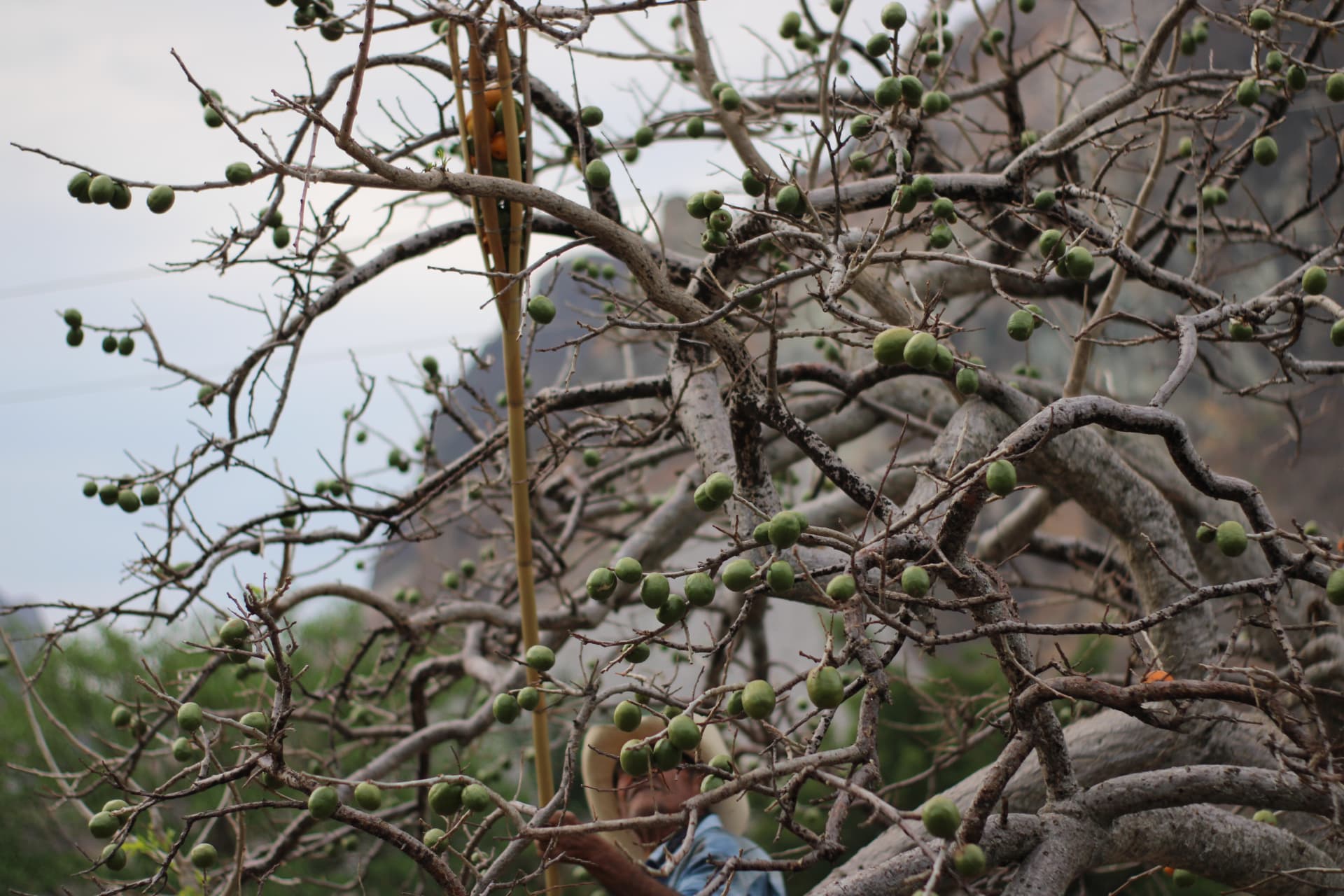Ciruelo cargado de fruta en la barranca, con el cerro al fondo